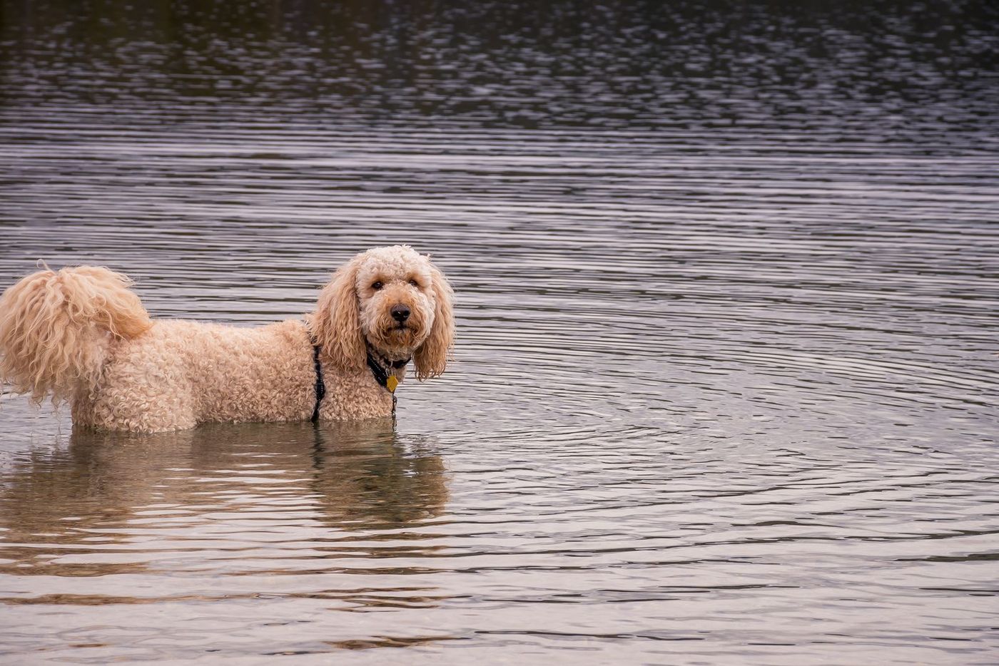 Goldendoodle står i vattnet vid en sjö en sommardag