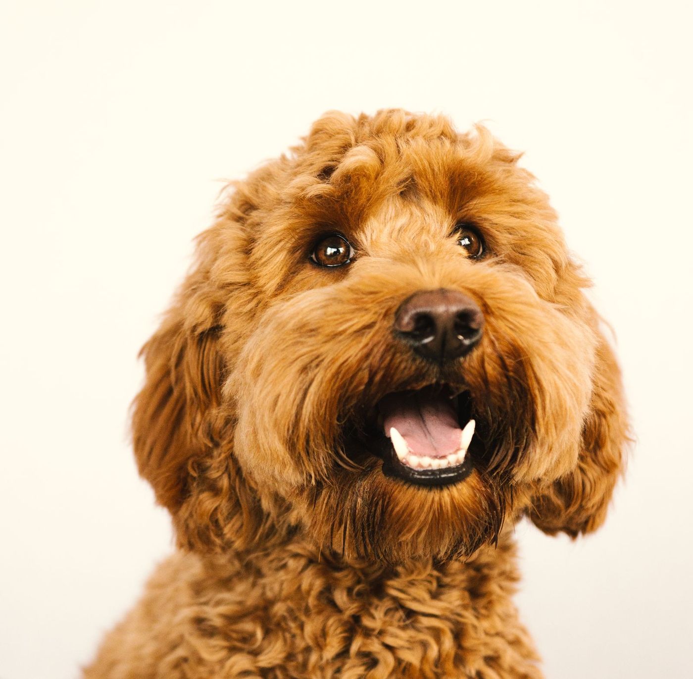 Närbild på en goldendoodle med lockig brun päls