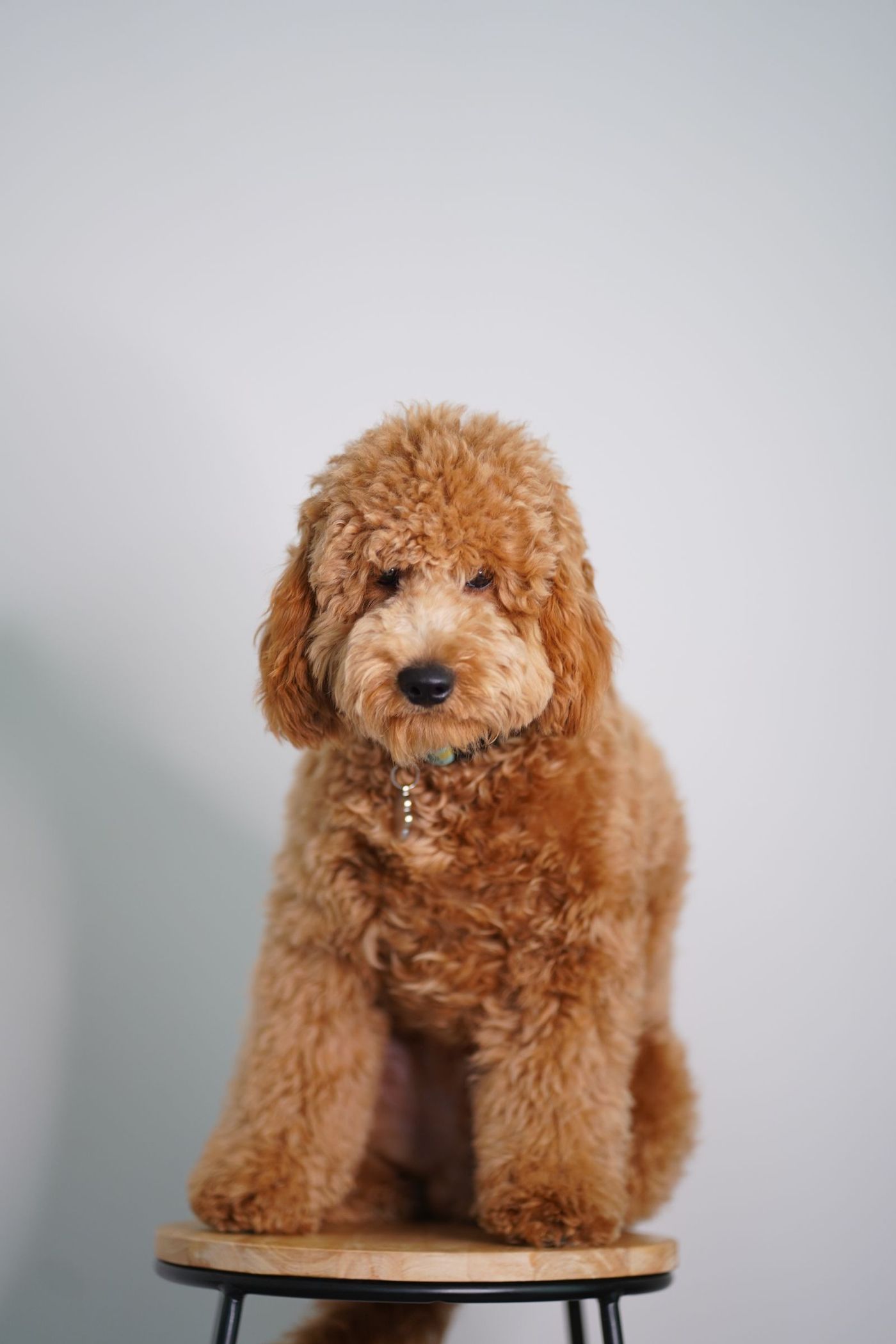 Goldendoodlevalp sitter på en pall och visar sin fluffiga lockiga päls
