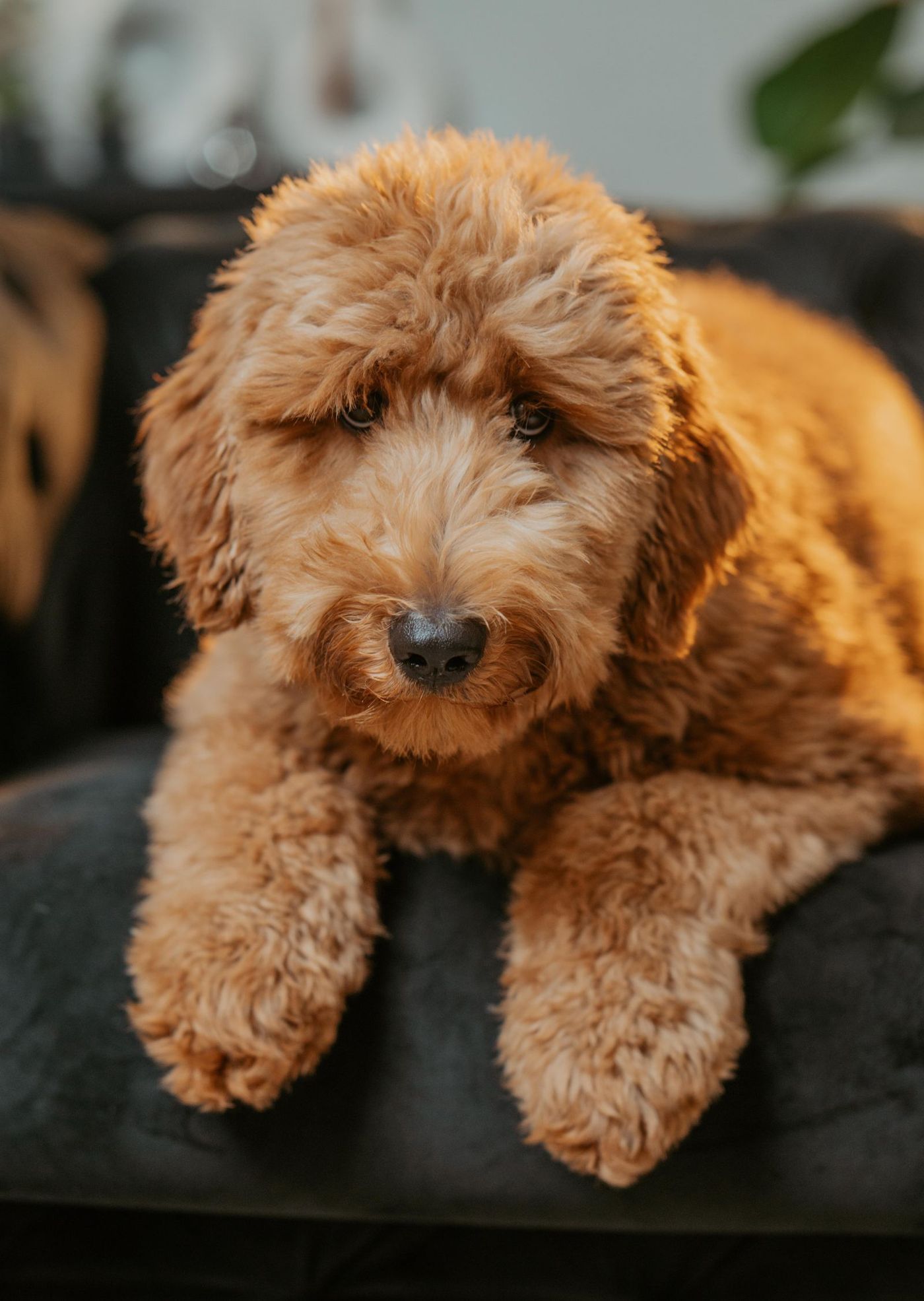 Goldendoodle med ljus lockig päls vilar på en mörk soffa